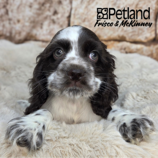 [#26147-04] Chocolate F Cocker Spaniel Puppies for Sale