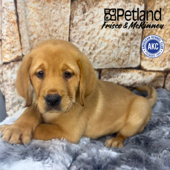 [#268-03] Red M Labrador Retriever Puppies for Sale