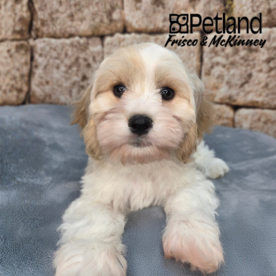 [#26677-03] Blenheim F Cavachon Puppies for Sale