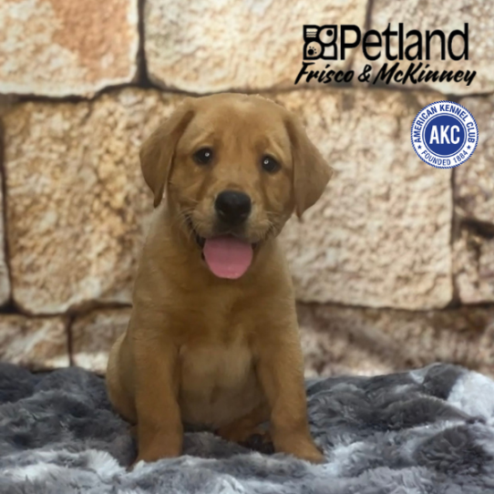 [#268-02] Red M Labrador Retriever Puppies for Sale