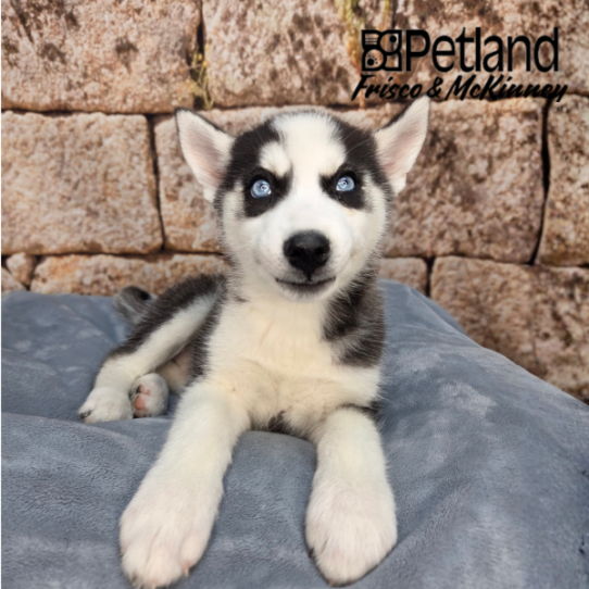 [#26210-07] Black / White F Siberian Husky Puppies for Sale