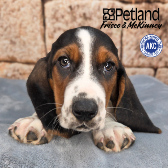 [#N04164] Blue and White M Basset Hound Puppies for Sale