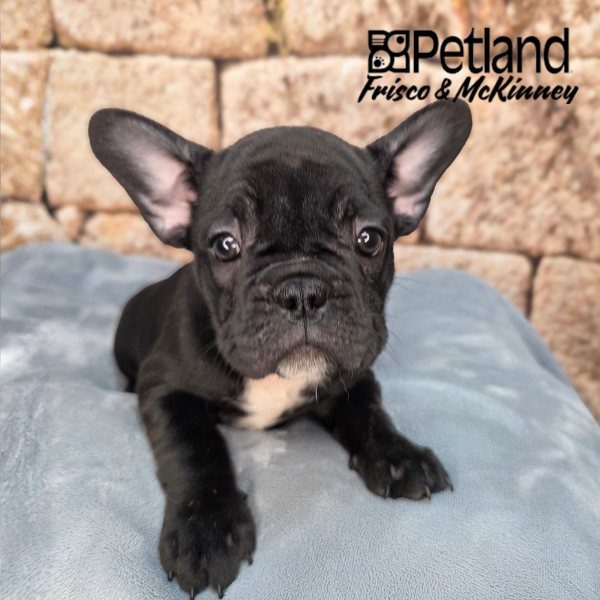 French Bulldog in Little Elm, TX