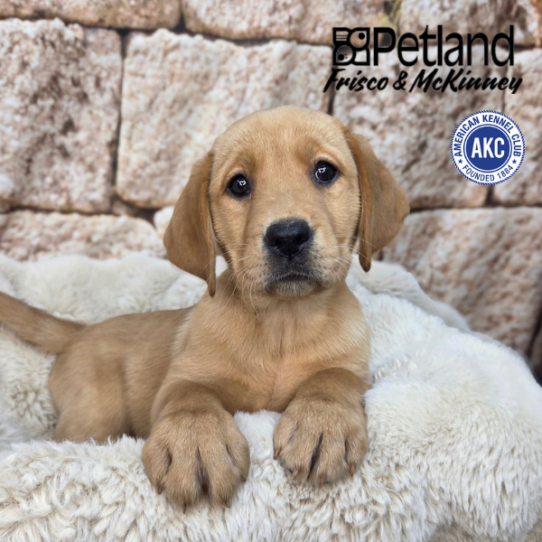[#268-12] Red F Labrador Retriever Puppies for Sale