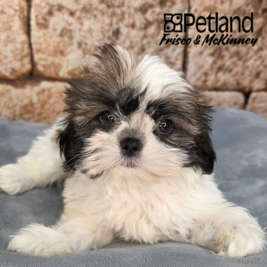 [#N03294] Brown and White F Shih Tzu Puppies for Sale