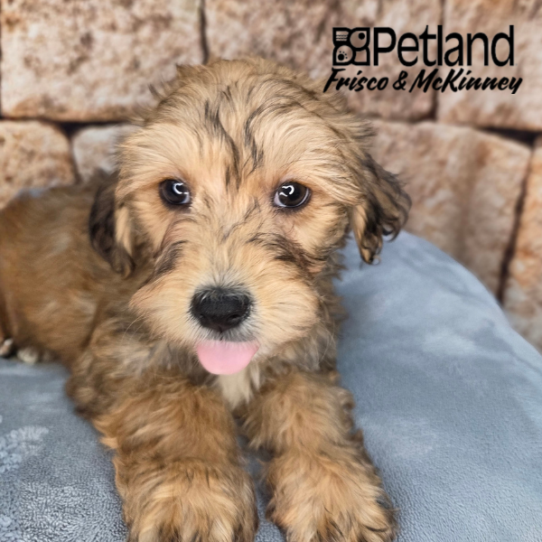 [#N03216] Gold M Yochon Puppies for Sale