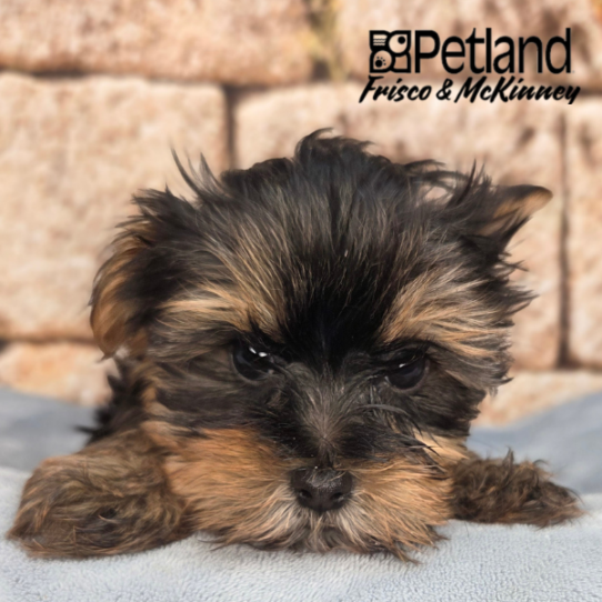 [#26198-01] M Yorkshire Terrier Puppies for Sale