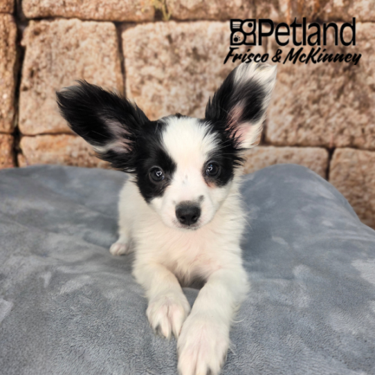 [#26999-02] Black / White F Papillon Puppies for Sale