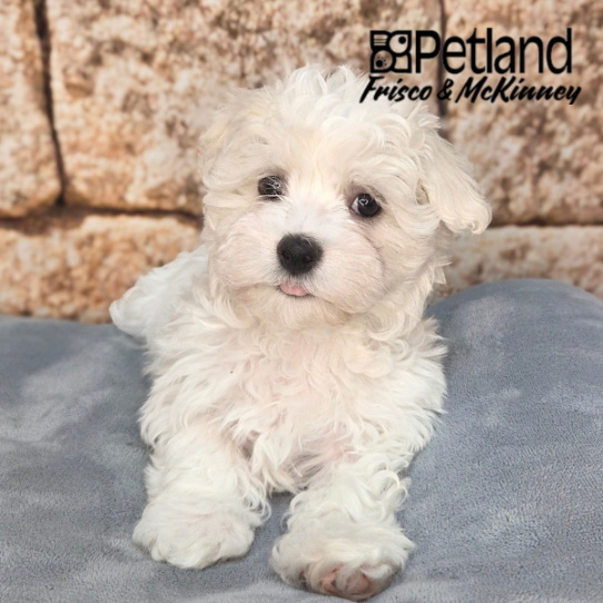 [#N03164] White and Cream M Havamalt Puppies for Sale