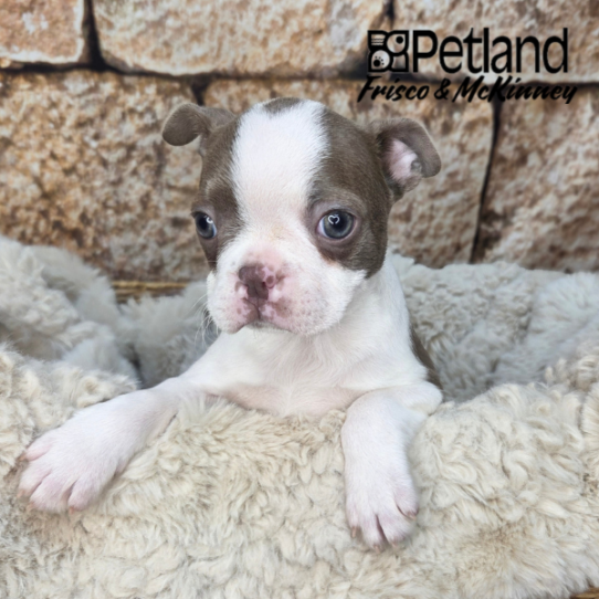 [#26101-05] Champagne F Boston Terrier Puppies for Sale