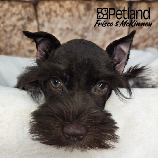 [#2611-03] Chocolate M Miniature Schnauzer Puppies for Sale