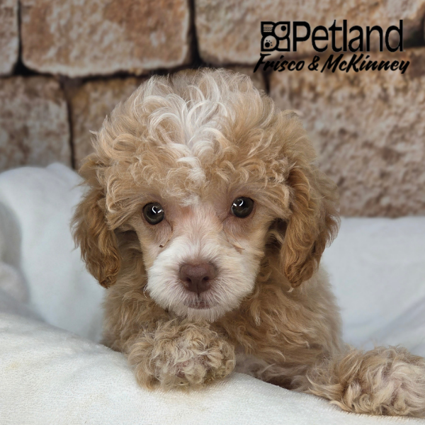 Miniature Poodle in Allen, TX