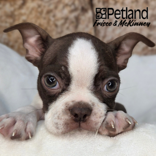 [#261512-03] Seal / White M Boston Terrier Puppies for Sale