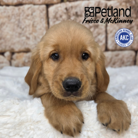 [#261631-01] Golden M Golden Retriever Puppies for Sale