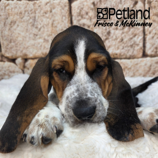 [#N03544] Black White and Tan F Basset Hound Puppies for Sale