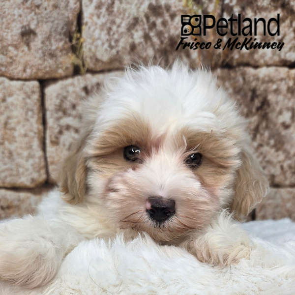 Maltipoo in Little Elm, TX