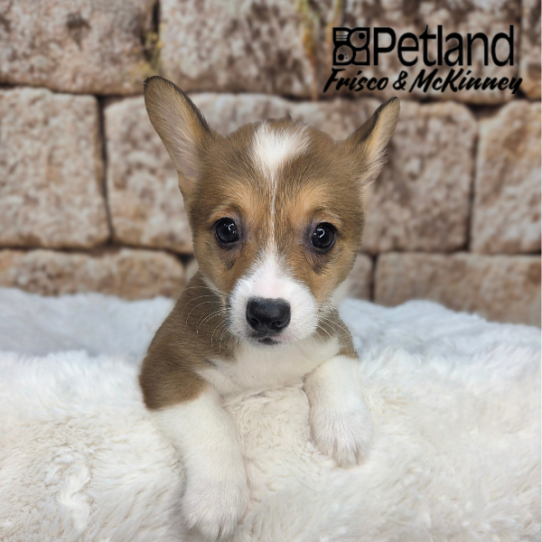 [#26223-02] Red / White F Pembroke Welsh Corgi Puppies for Sale
