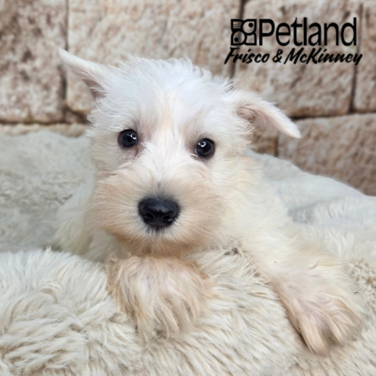 [#26184-01] White M Miniature Schnauzer Puppies for Sale