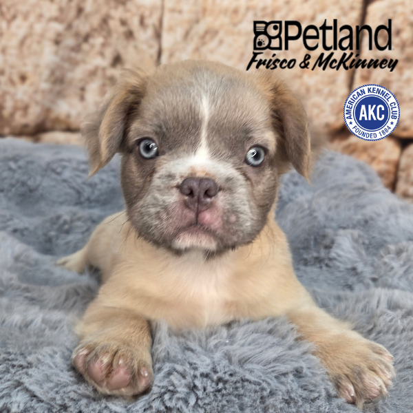French Bulldog in Princeton, TX