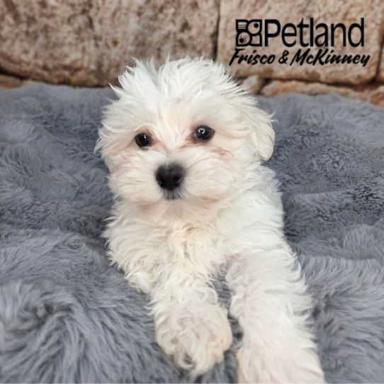 [#261374-01] White M Maltese Puppies for Sale