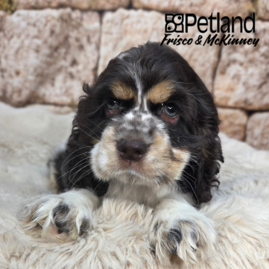 [#26147-05] Chocolate / Tan F Cocker Spaniel Puppies for Sale