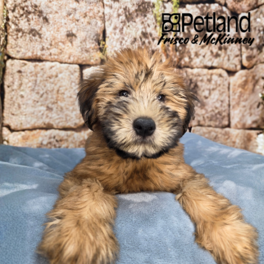 [#26175-01] Wheaten M Soft Coated Wheaten Terrier Puppies for Sale