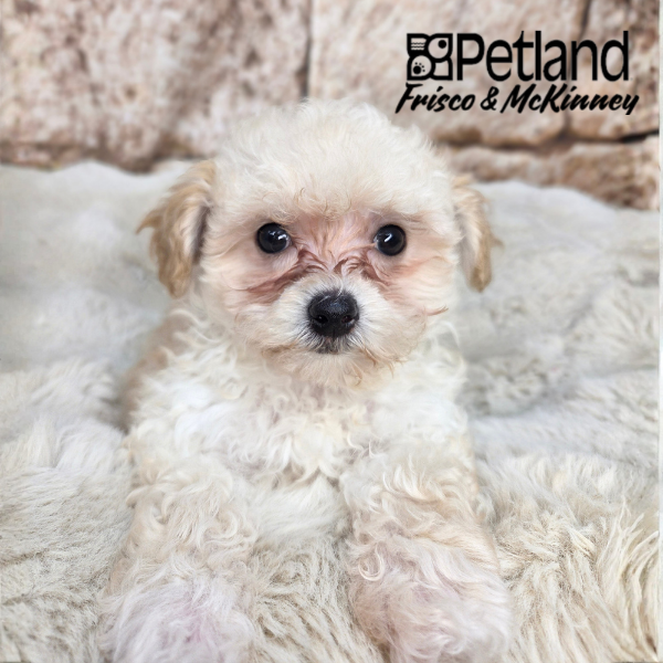 Maltipoo in Aubrey, TX