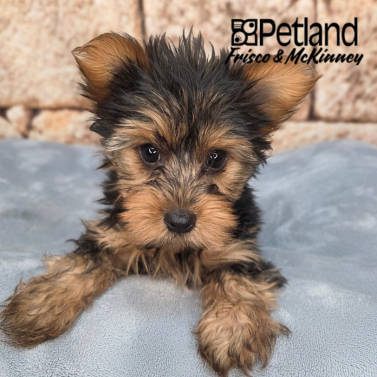 [#26196-01] M Yorkshire Terrier Puppies for Sale
