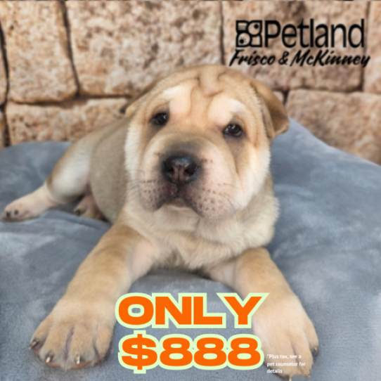 Petland Frisco & Mckinney, Texas Ori Pei puppy available