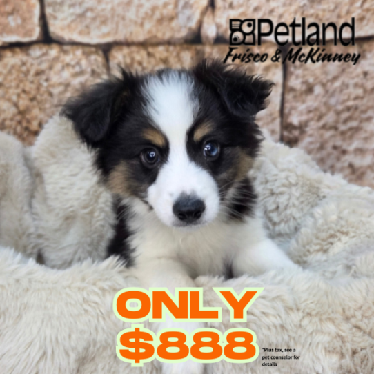 [#N03728] Black White and Brown M Unregistered Toy Australian Shepherd Puppies for Sale