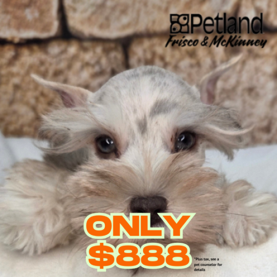 [#2615-02] Apricot M Miniature Schnauzer Puppies for Sale