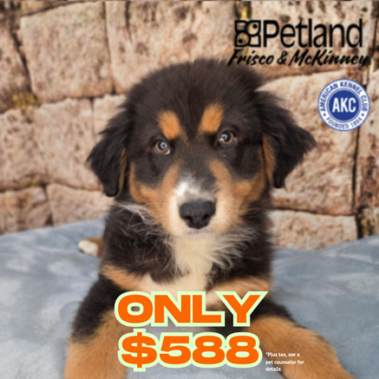 [#26617-02] Tri-Colored M Australian Shepherd Puppies for Sale