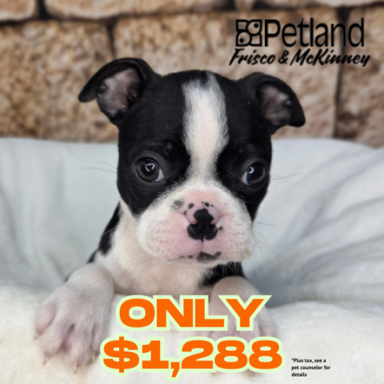 [#26101-04] Black / White F Boston Terrier Puppies for Sale
