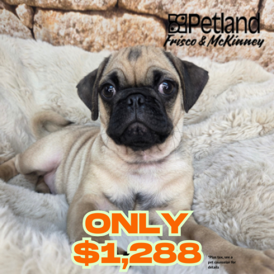 [#26186-02] Fawn M Pug Puppies for Sale