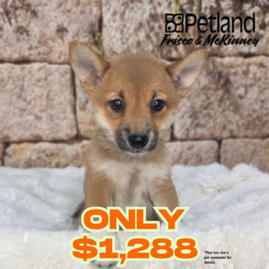 [#26194-03] Red Sesame F Shiba Inu Puppies for Sale