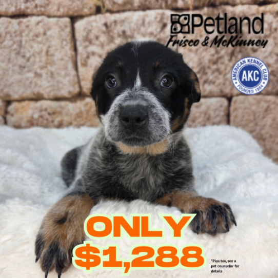 [#N03712] Blue Mottled F Australian Cattle Dog Puppies for Sale