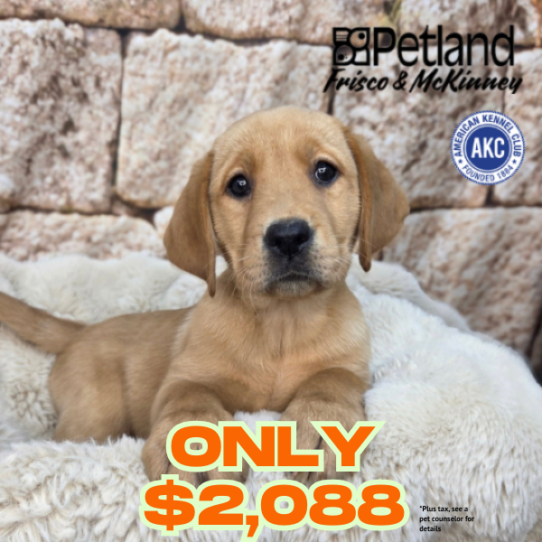 [#268-12] Red F Labrador Retriever Puppies for Sale