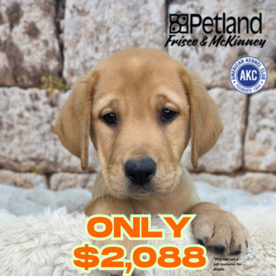 [#268-11] Red F Labrador Retriever Puppies for Sale