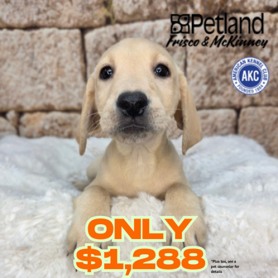 [#N03640] Yellow F Labrador Retriever Puppies for Sale