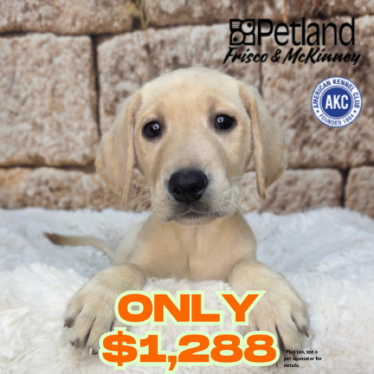 [#N03635] Yellow F Labrador Retriever Puppies for Sale