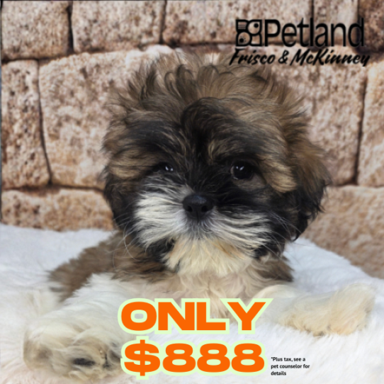 [#N03835] Gold and White M Shih Tzu Puppies for Sale