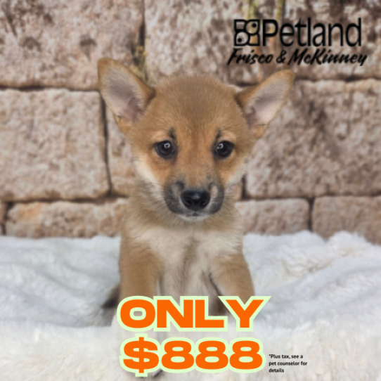[#26194-03] Red Sesame F Shiba Inu Puppies for Sale