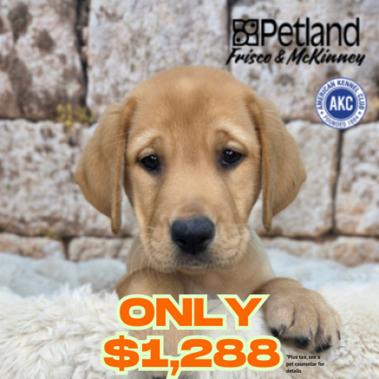 [#268-11] Red F Labrador Retriever Puppies for Sale