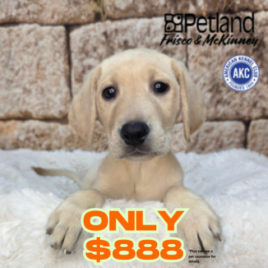 [#N03635] Yellow F Labrador Retriever Puppies for Sale