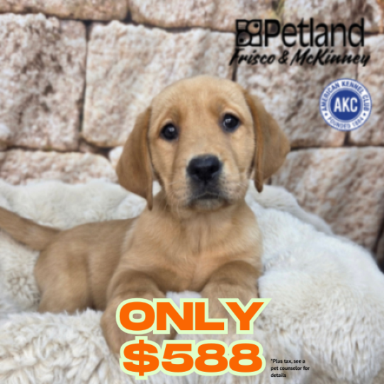 [#268-12] Red F Labrador Retriever Puppies for Sale