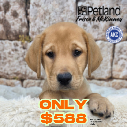 [#268-11] Red F Labrador Retriever Puppies for Sale