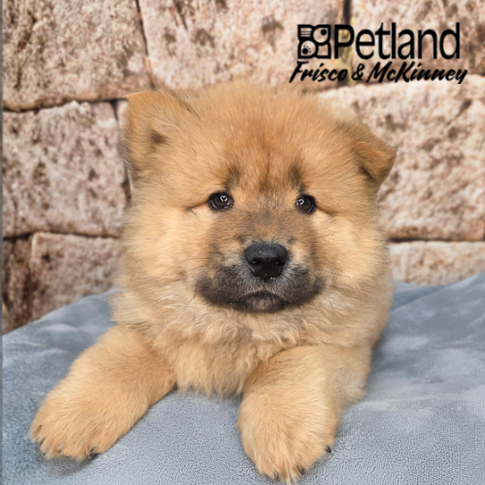[#26942-05] Red F Chow Chow Puppies for Sale