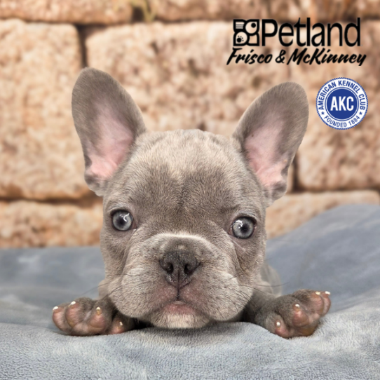 [#26794-04] Blue M French Bulldog Puppies for Sale