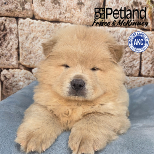 [#26942-02] Cinnamon M Chow Chow Puppies for Sale