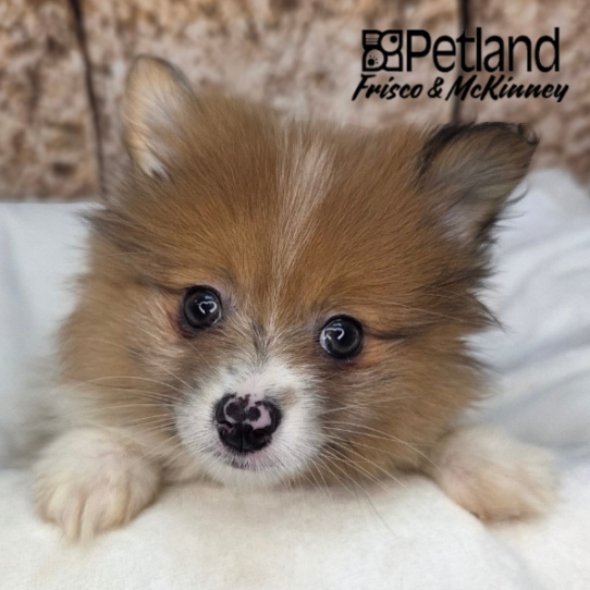 [#261541-01] Orange Sable F Pomeranian Puppies for Sale